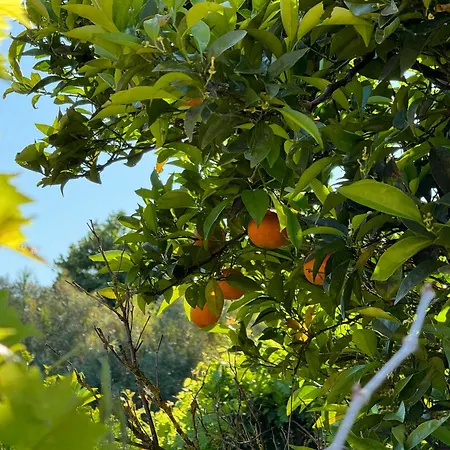 L'orto San Vero Milis