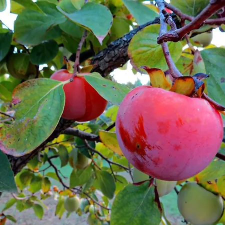 L'orto San Vero Milis